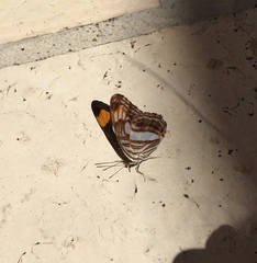 Adelpha iphicleola