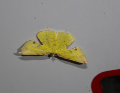 Corymica pryeri