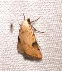 Micrathetis costiplaga