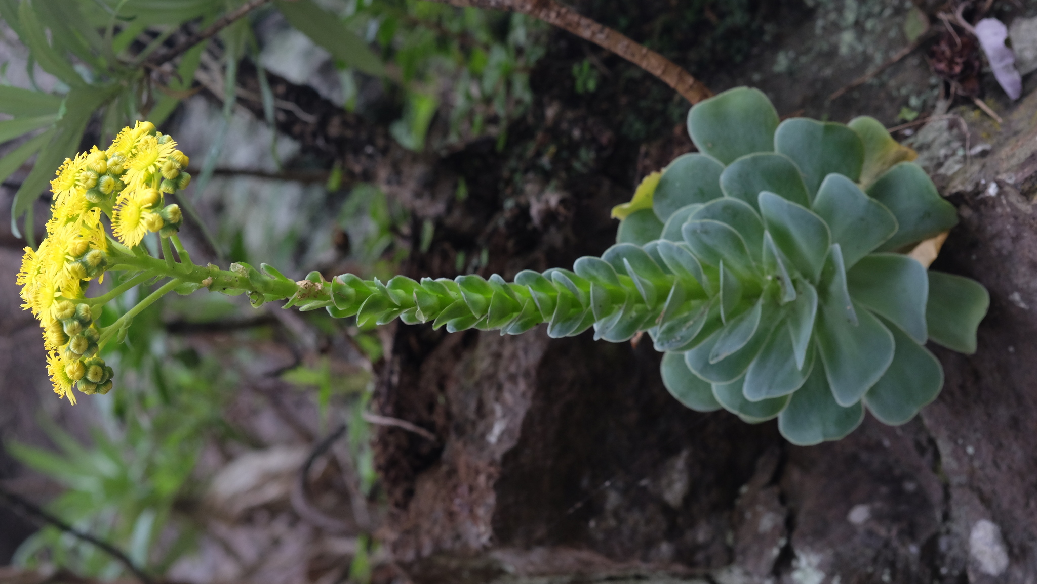 Sempervivum polypharmicum (Webb) Christ 3