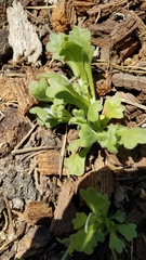 Nemophila spatulata