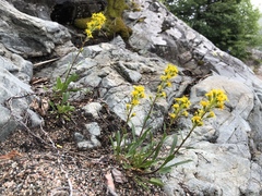 Solidago hispida hispida