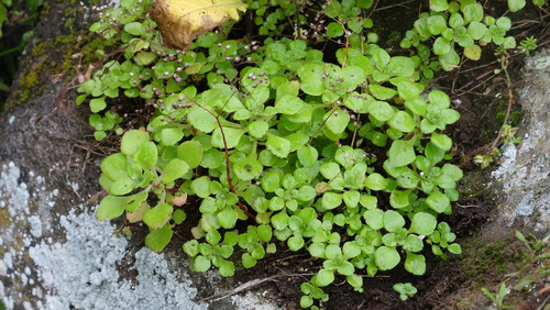 Aichryson punctatum, photograph 4