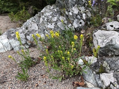 Solidago hispida hispida