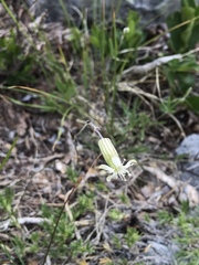 Silene douglasii