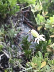 Silene douglasii