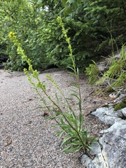 Solidago hispida hispida