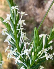 Struthiola myrsinites