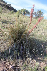 Nolina microcarpa