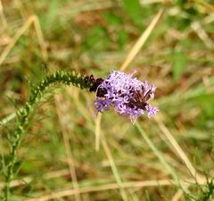 Liatris acidota