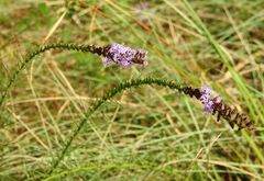 Liatris acidota