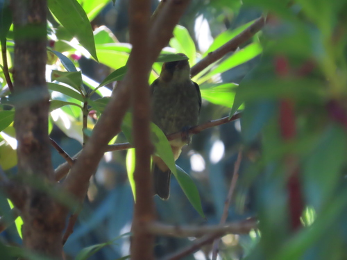 Chestnut-backed Tanager (Stilpnia preciosa), photo 5