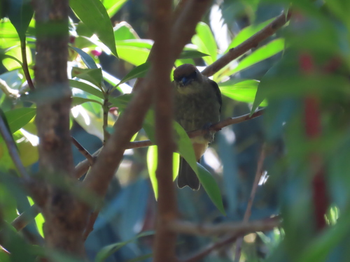 Chestnut-backed Tanager (Stilpnia preciosa), photo 4
