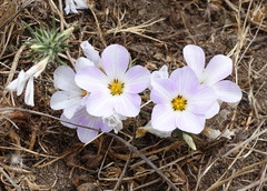 Leptosiphon grandiflorus