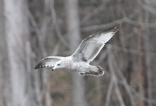 Ring-billed Gull photographed in North Carolina
