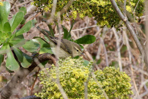 Canary Islands Chiffchaff (Phylloscopus canariensis), photo 7
