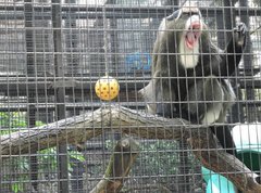 Cercopithecus neglectus
