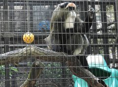 Cercopithecus neglectus