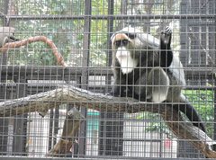 Cercopithecus neglectus
