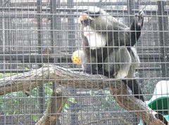 Cercopithecus neglectus