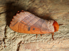 Datana major