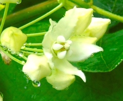 Funastrum pannosum