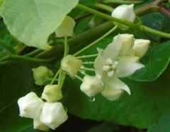 Funastrum pannosum