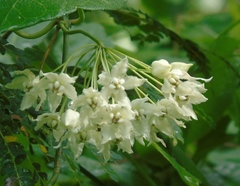 Funastrum pannosum