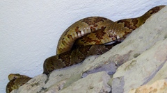 Trimorphodon paucimaculatus