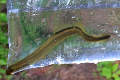 Lampetra richardsoni