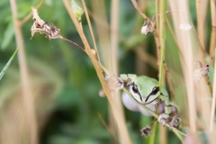 Hyla wrightorum