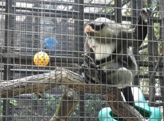 Cercopithecus neglectus