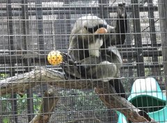 Cercopithecus neglectus