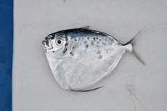 Moonfish photo 2