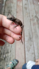 Diploderma swinhonis