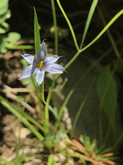 Sisyrinchium idahoense