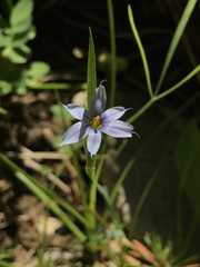 Sisyrinchium idahoense