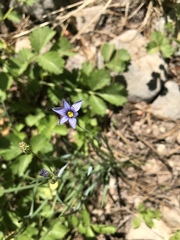 Sisyrinchium idahoense