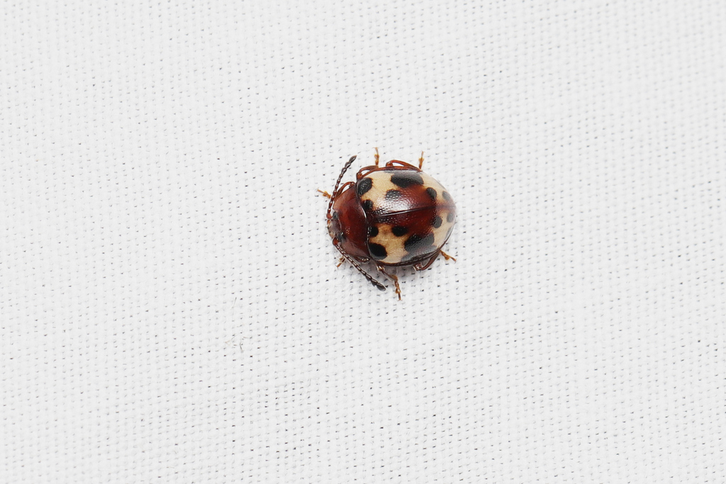 Beccariola longicornis