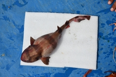 Indian Swellshark photo 1