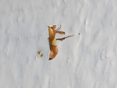Caloptilia packardella
