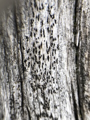 Xylographa parallela