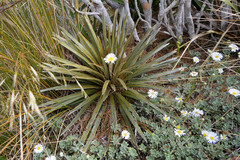 Celmisia armstrongii