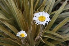 Celmisia armstrongii