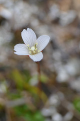 Epilobium pernitens