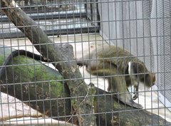 Cercopithecus neglectus