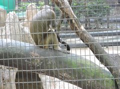 Cercopithecus neglectus