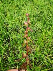 Pedicularis adunca