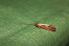 Platycentropus radiatus