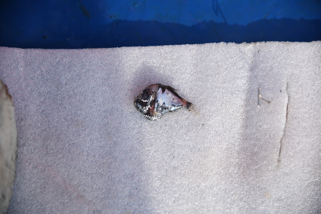 Indian Hatchetfish